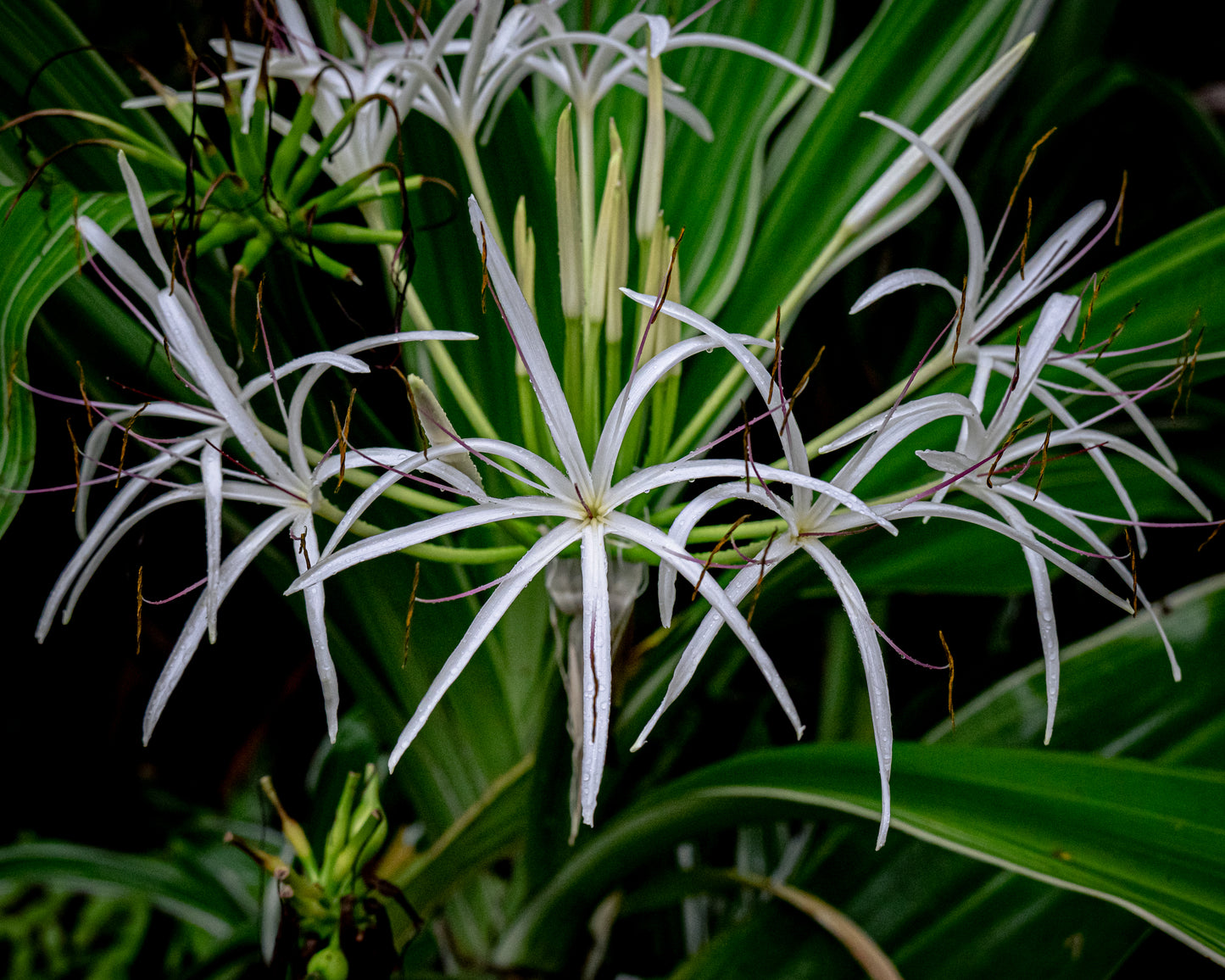 Spider Lilies