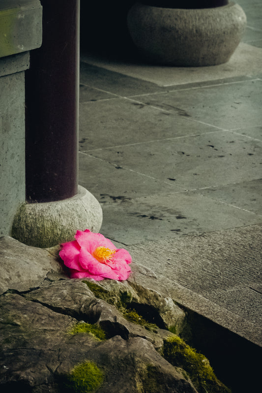Fallen Blossom