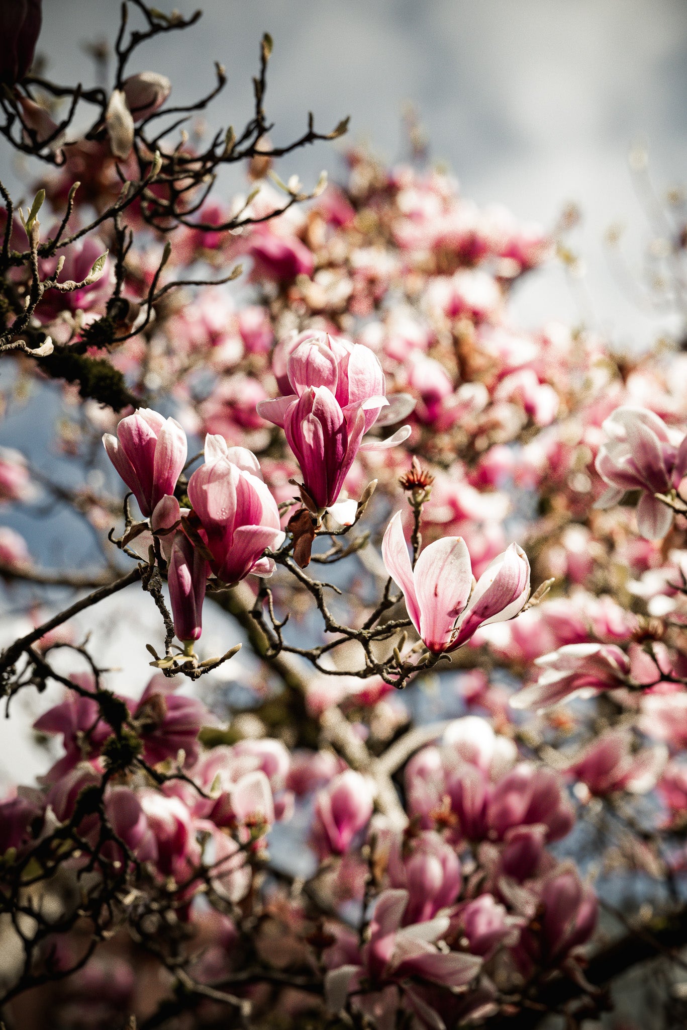 Delicate Blossoms