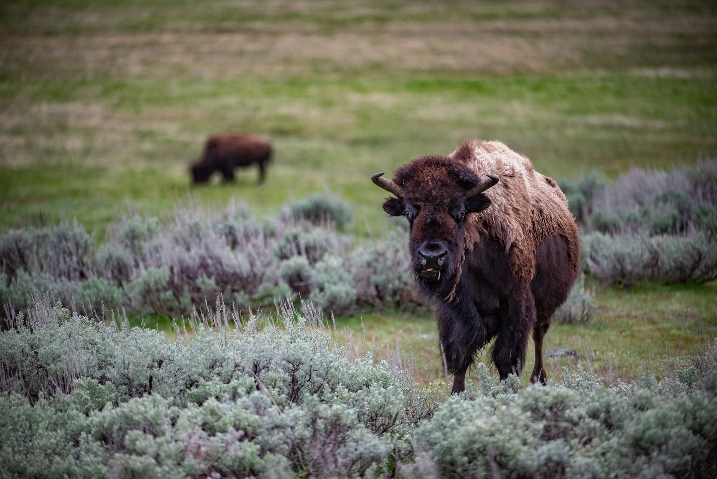 Mighty Bison